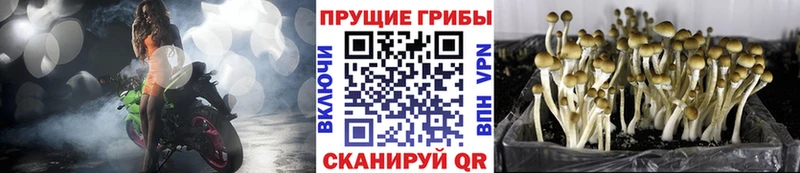 Купить  Мосальск  Псилоцибиновые грибы GOLDEN TEACHER 